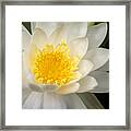 Water Lily Ii Framed Print