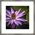 Water Lily In Pink Framed Print
