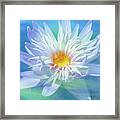 Water Lily In  Turquoise Pond Framed Print