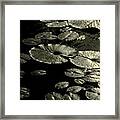 Water Lily Leaves In Texture Framed Print