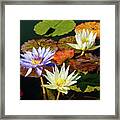 Water Lily Party Framed Print