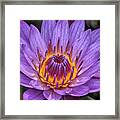 Water Lily Framed Print