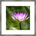 Water Lily With Dragon Fly Framed Print