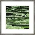 Water On Siberian Iris Framed Print