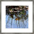 Water Reflection Of Plant Growing In A Stream Framed Print