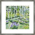 Watercolor - Early Summer Aspen And Lupine Framed Print