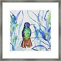 Watercolor - Golden-tailed Sapphire Framed Print
