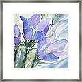 Watercolor - Pasque Flowers Framed Print