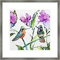 Watercolor - Purple-throated Mountain Gems And Flowers Framed Print