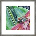 Watercolor - Small Tree Frog On A Colorful Flower Framed Print