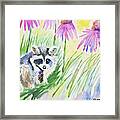 Watercolor - Young Raccoon In The Garden Framed Print