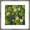 Waterlilies Framed Print