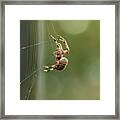 Weave Your Web Framed Print