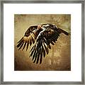 Wedge-tailed Eagle Framed Print