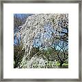 Weeping Cherry Starting To Bloom Framed Print