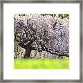 Weeping Japanese Cherry Tree Framed Print