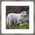 Welsh Lamb Framed Print