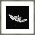 Welsh Poppy Monochrome Framed Print