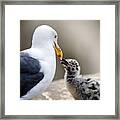 Western Gull Beak-to_beak With Her Chick Framed Print