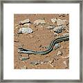 Western Ribbon Snake Framed Print