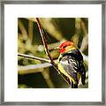 Western Tanager In The Rocky Mountains Of Colorado Framed Print