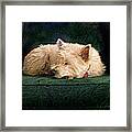 Westie Nap Framed Print