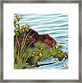 Wet Beaver Framed Print