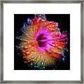 Wet Hibiscus-snapseeded Framed Print