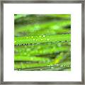 Wet Tall Grass Water Drops Framed Print