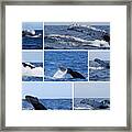 Whale Action Framed Print
