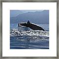 Whale Fluke Framed Print