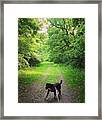 Bridleway Dog Walk Framed Print