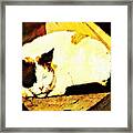 What Do Cats Dream Of Framed Print