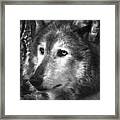 What Is A Wolf Thinking Framed Print