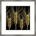 Wheat In A Row Framed Print