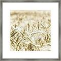 Wheat Framed Print