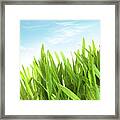 Wheatgrass Against A White Framed Print
