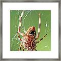 Where Webs Come From Framed Print