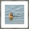 Whiskers Framed Print