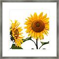 Whispering Secrets Sunflowers On White Framed Print