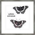 White Admiral Butterfly Framed Print