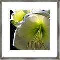 White Amaryllis Framed Print