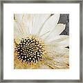 White And Gold Daisy Framed Print