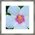 White And Pink Hibiscus Framed Print