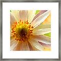 White Anemone Flower Framed Print