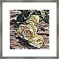White Baby Roses Framed Print
