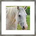 White Beauty Framed Print