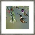 White Bellied Woodstar Hummingbird Male Framed Print