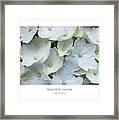 White Blossom Framed Print