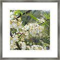 White Blossoms On Fruit Tree Framed Print